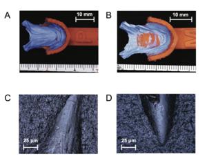 Results of fish dental impressions