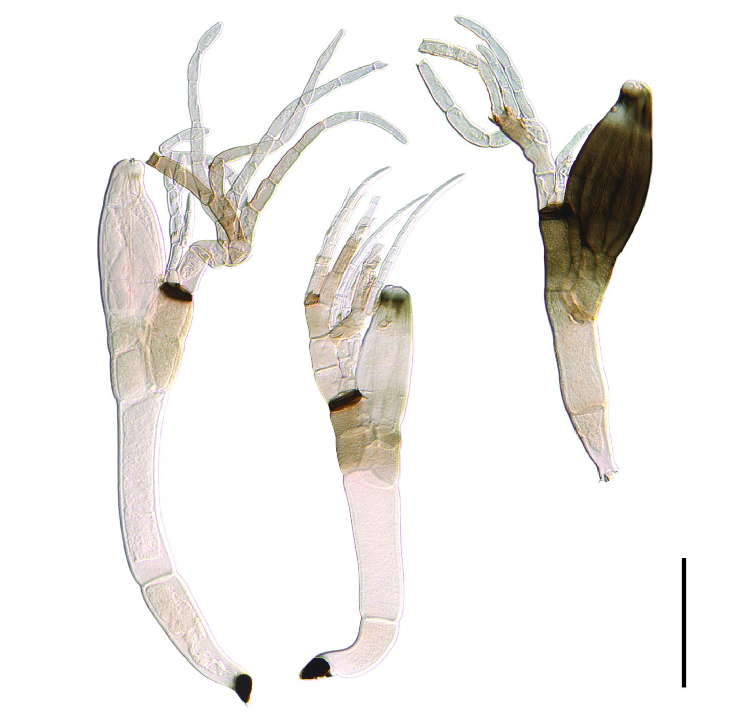 New Species Laboulbenia quarantenae