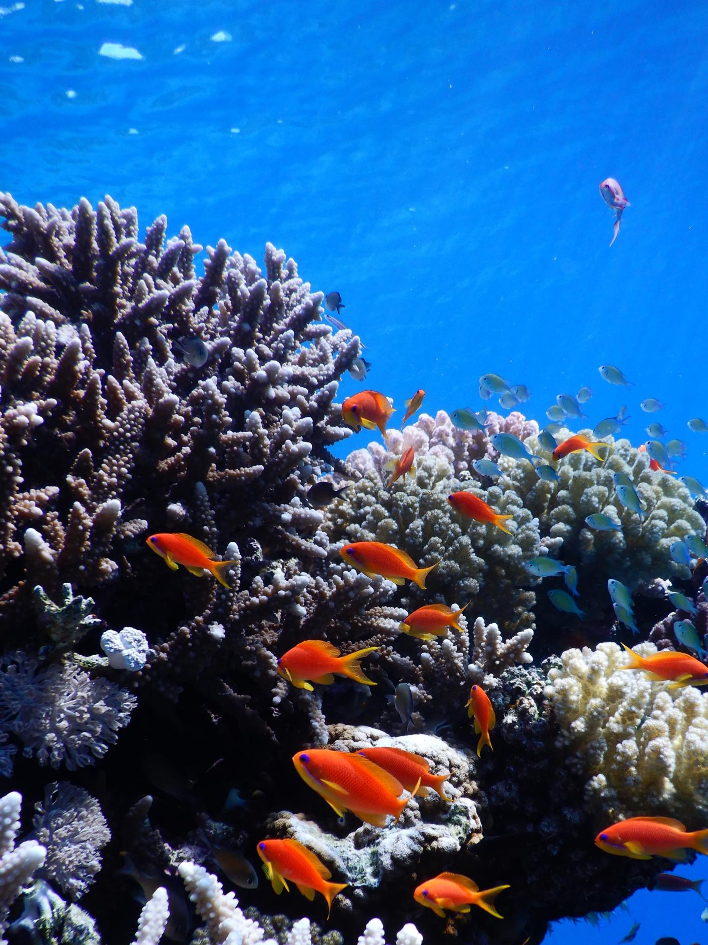 Red Sea's Resilient Coral Reefs