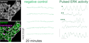 Pulsating ERK activity in stem cells.