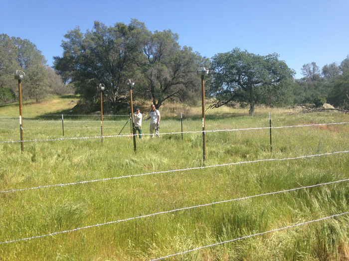 cattle fences