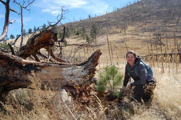 Colorado Forest Recovery