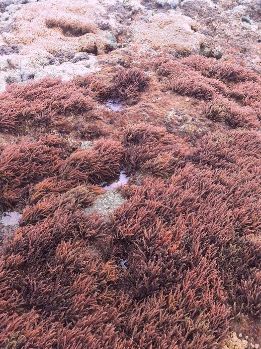 Tropical red seaweed Acanthophora spicifera