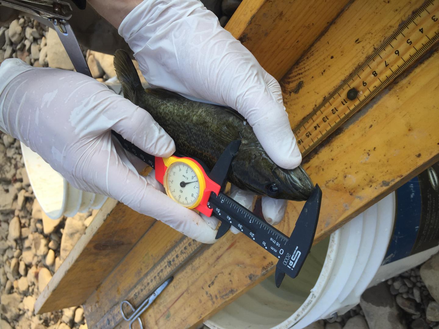 Measuring a smallmouth bass