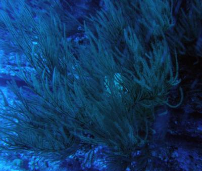 Hawaiian Black Coral (1 of 3)