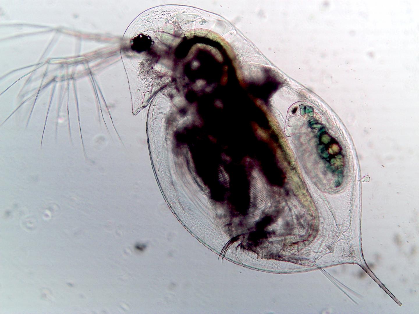 Infected zooplankton (Daphnia dentifera)