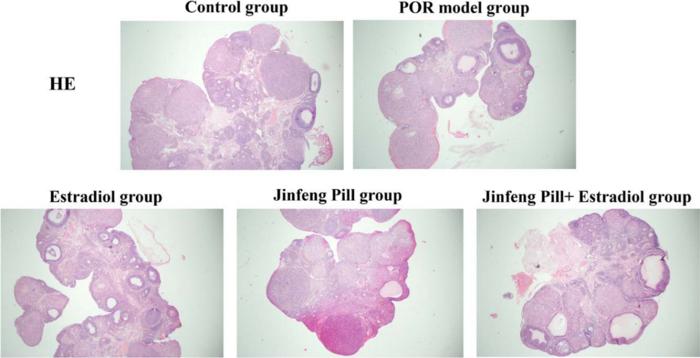 HE staining used to observe the number and distribution of ovarian follicles at all levels in each group