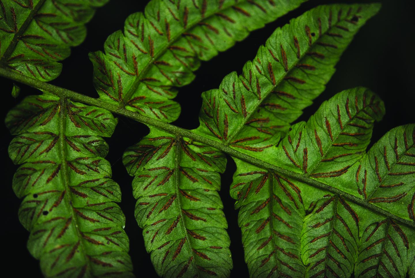 Fern Leaf