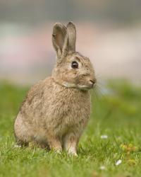 European Rabbit in Australia