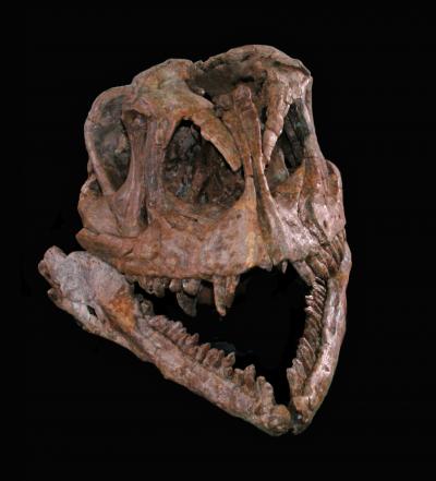 <I>Yizhousaurus</I>