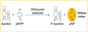 Apollon: a deoxyribozyme that generates a yellow produc