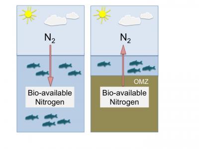 Bioavailable-Nitrogen