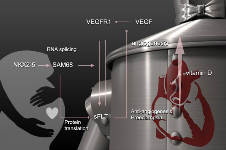 A gene axis, including the tinman gene (NKX-2.5), could be involved in the development of preeclampsia.