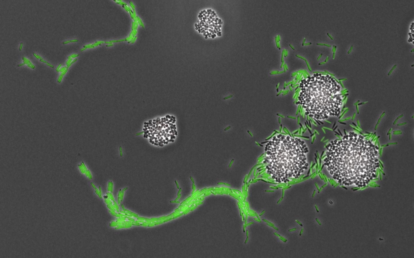 <i>P. aeruginosa</i>