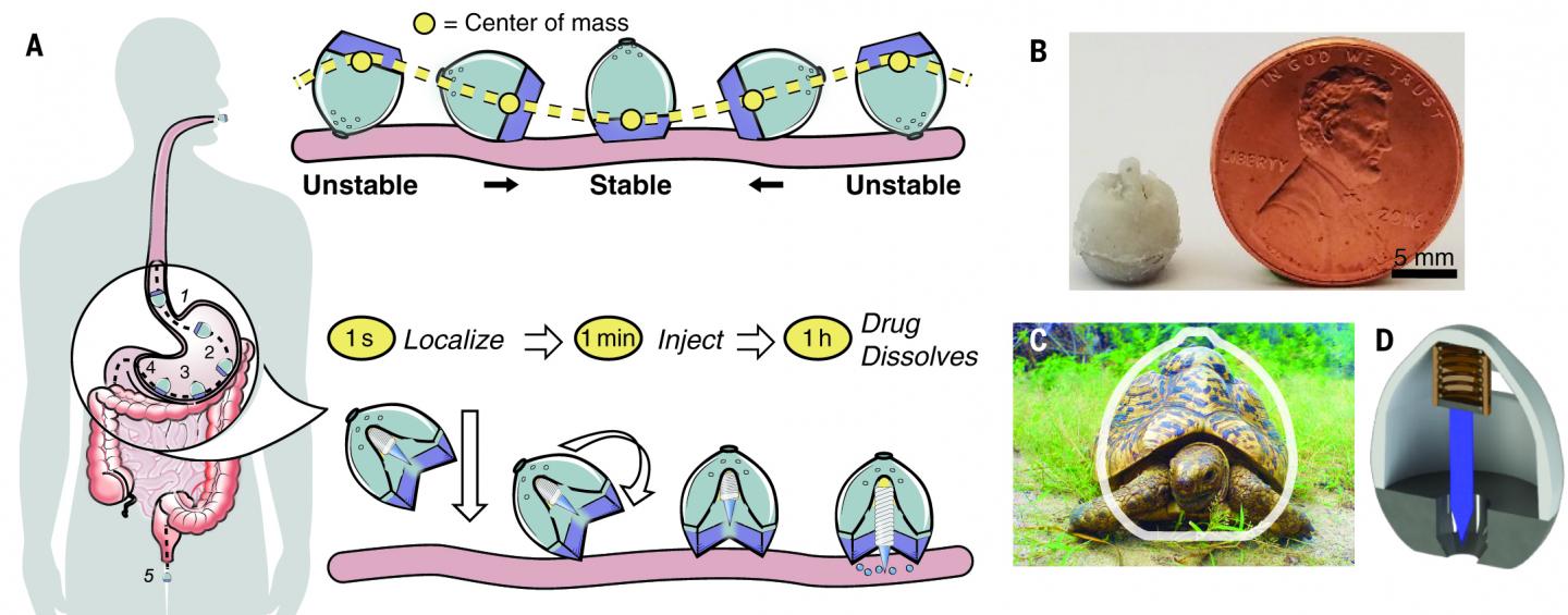 Ingestible Injections Made Possible by a Tortoise-Inspired Drug Delivery Device (2 of 3)