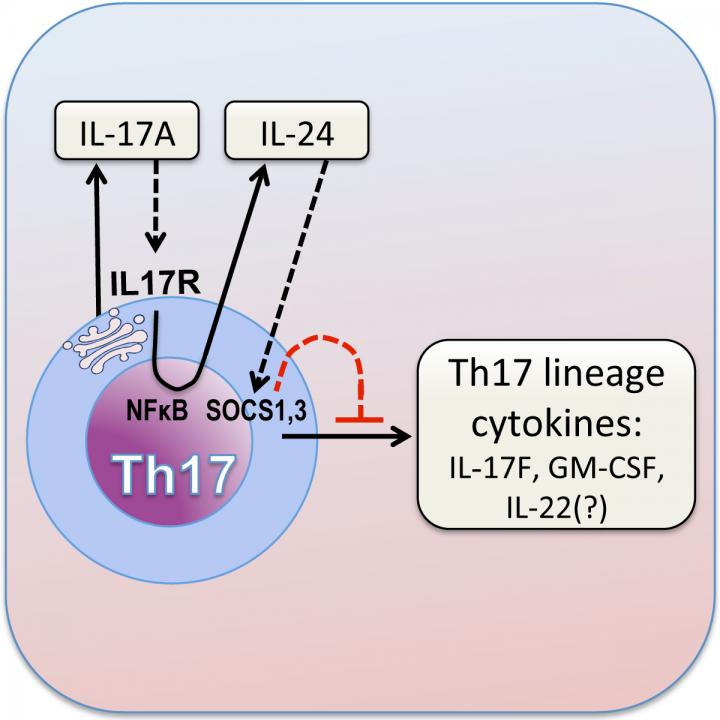 IL 17 Autocrine Loop IMAGE EurekAlert Science News Releases