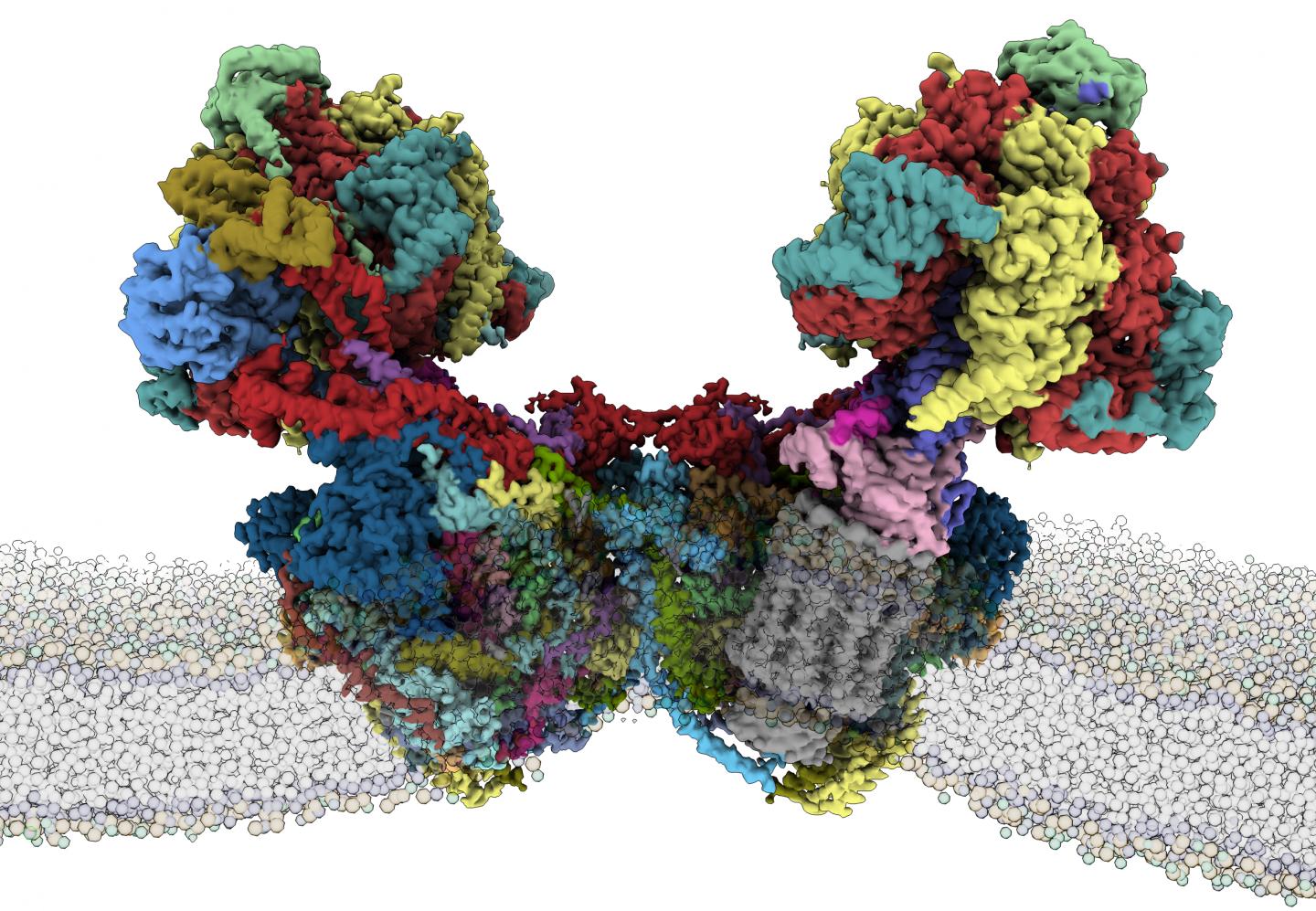 Structure of Mitochondrial ATP Synthase