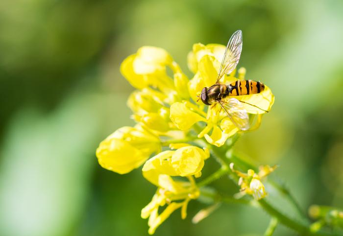 A male marmalade hoverfly