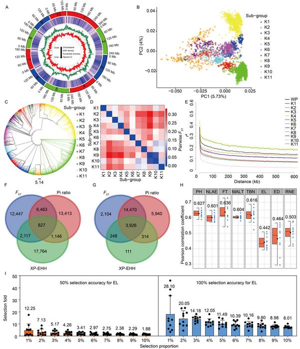 Genomic analysis of modern maize inbred lines reveals diversity and selective breeding effects