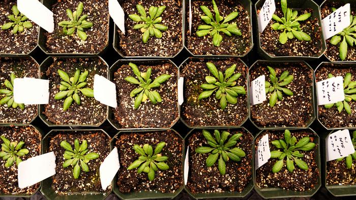 Genetic experiments in Arabidopsis