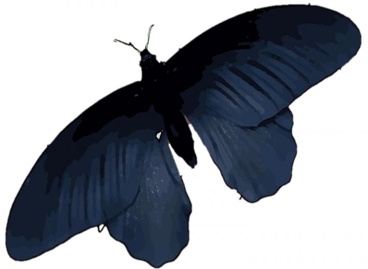 Black Butterfly Wings Can Help Improve Solar Cell Function (1 of 9)