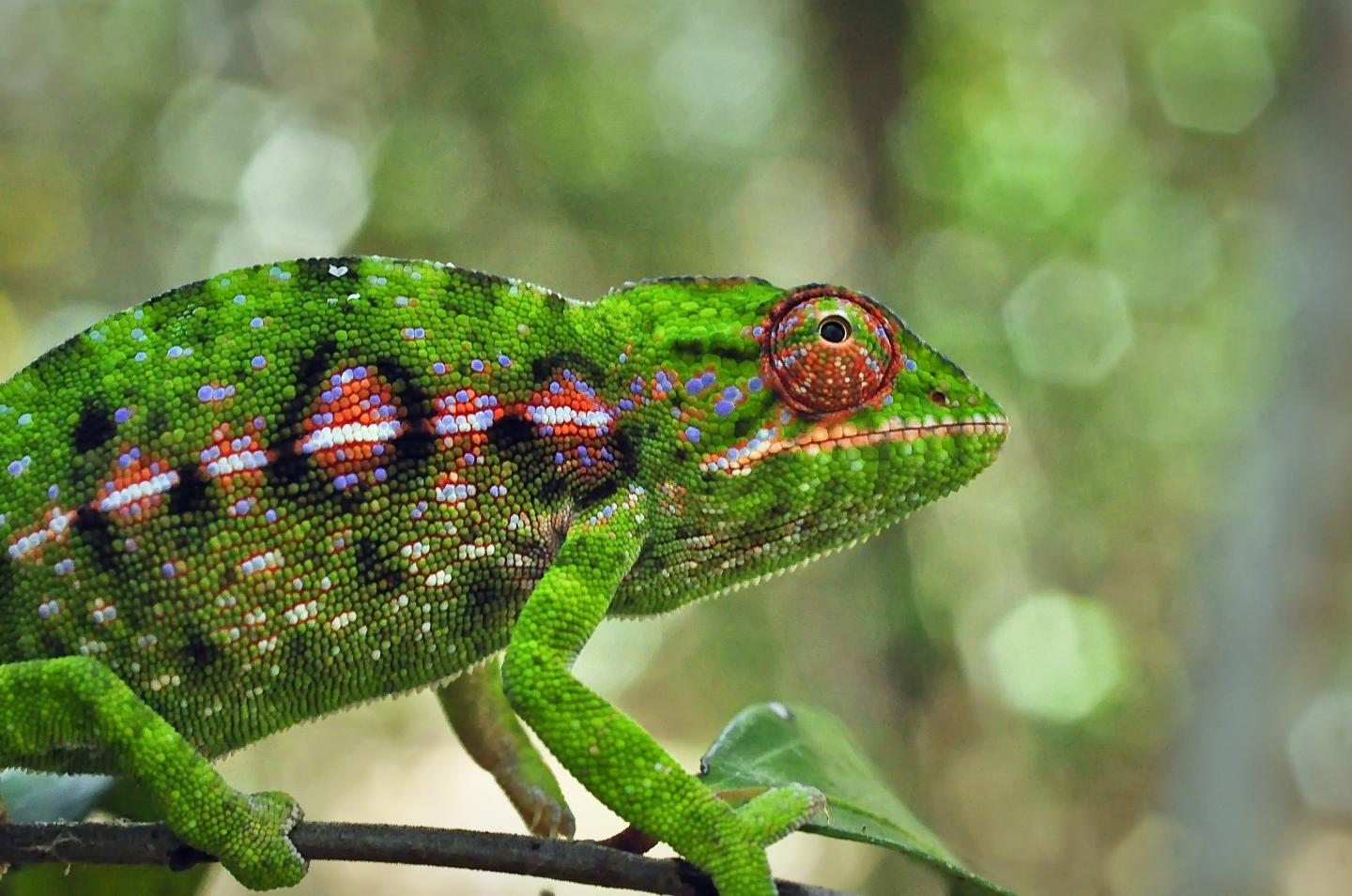 Хамелеон 50. Мадагаскарский хамелеон. Chameleon furcier Campani. Лягушка хамелеон. Земноводные хамелеон.