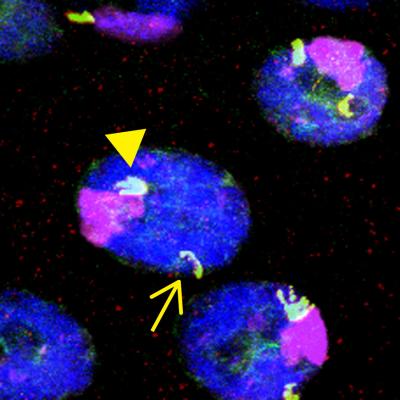 Fruit Fly Salivary Gland Nuclei
