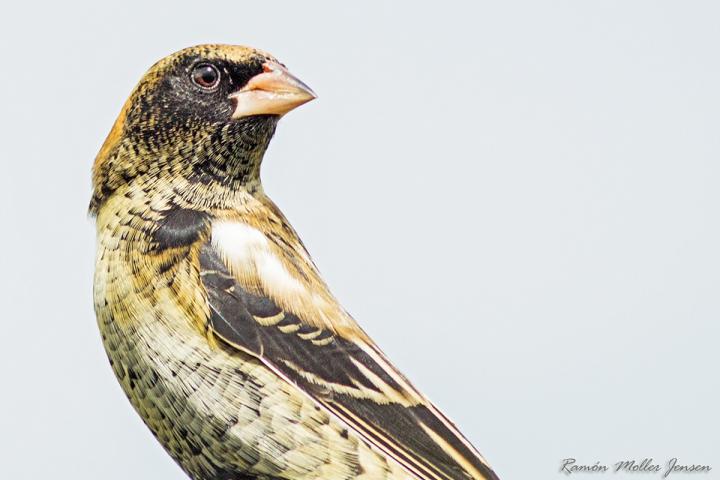 Winter Bobolink