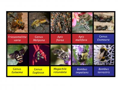 Bee Diversity