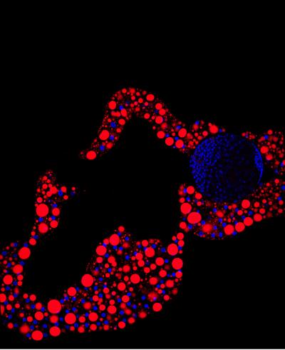 <i>Drosophila</i> Fat Body Tissue