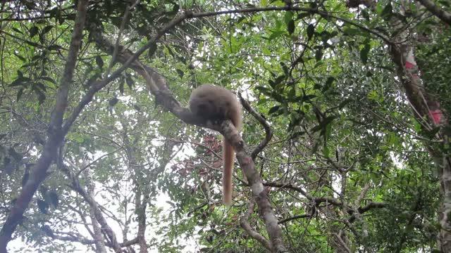 Titi Monkeys Use Probabilistic Predator Calls (9 of 14)