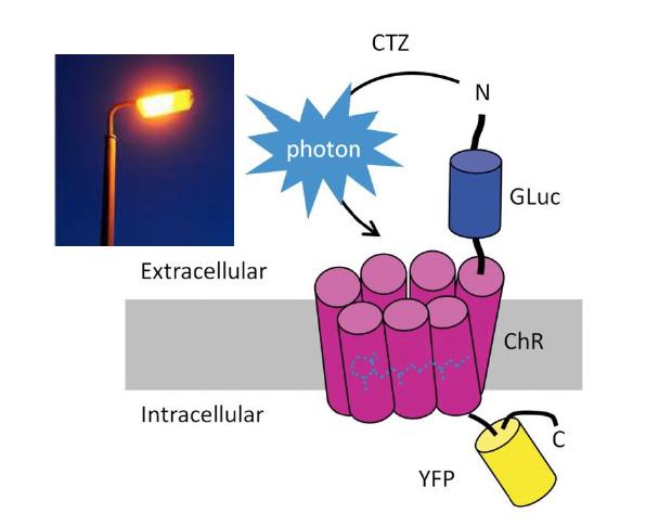 Generation of Luminopsin