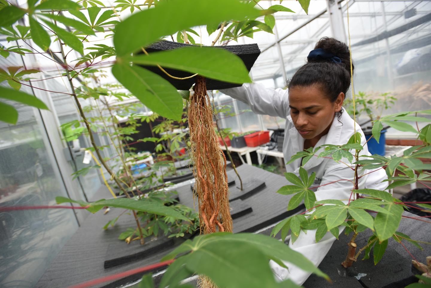 Aeroponics