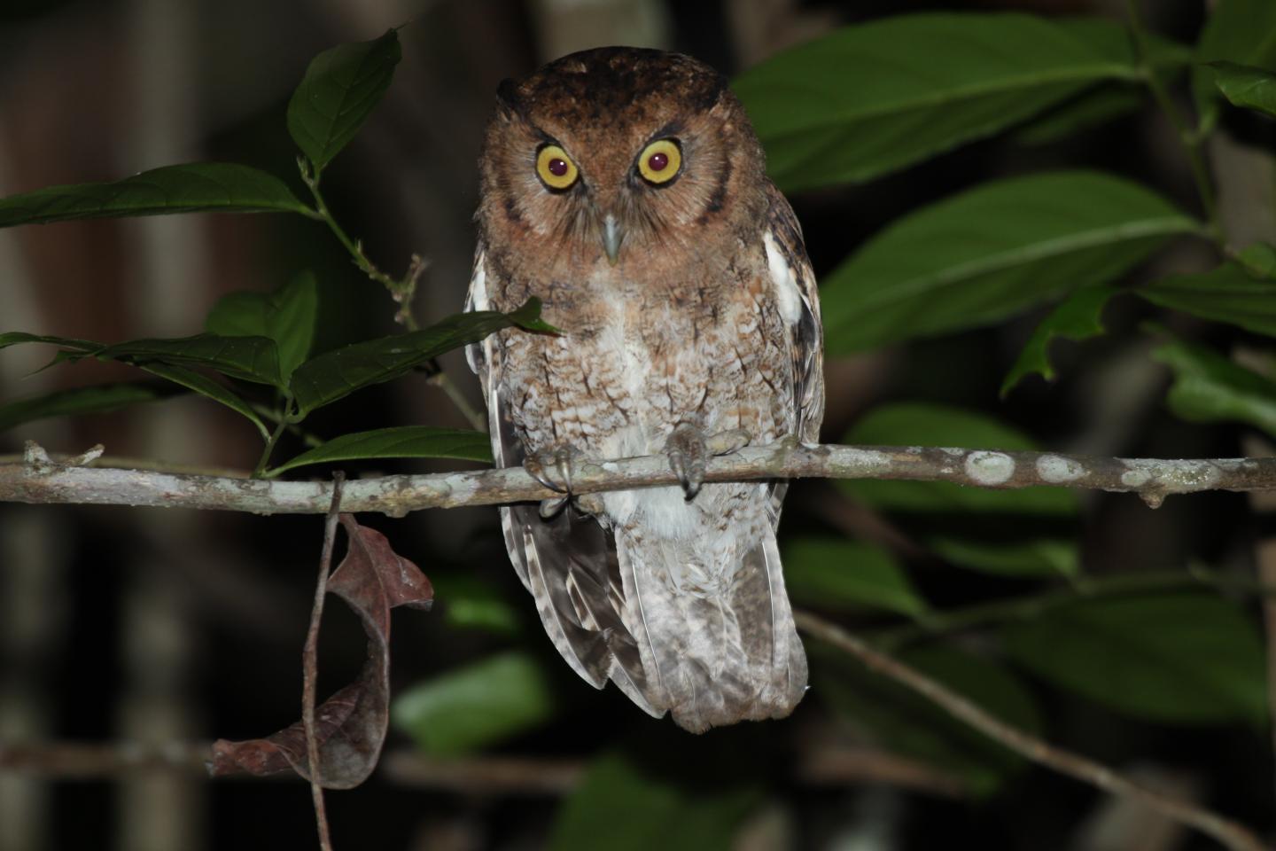 Alagoas Screech Owl