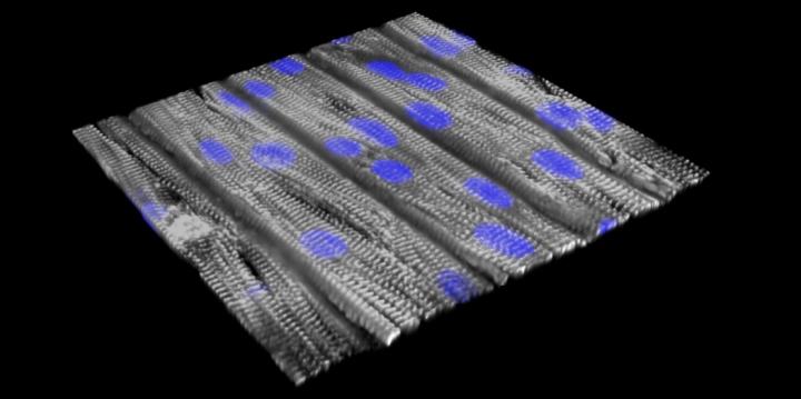 Building Arrhythmic Tissue