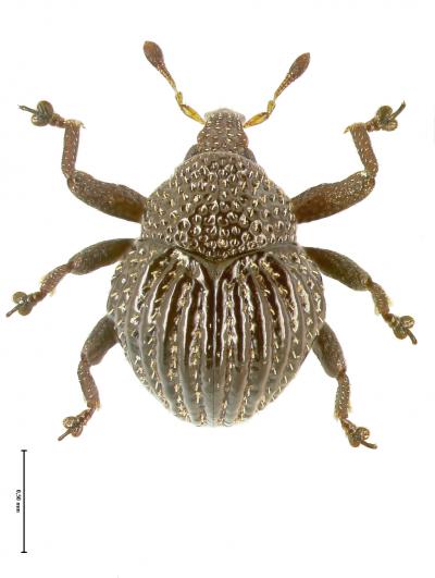 <I>Trigonopterus echinus</I>