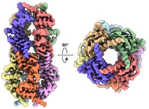 DELE1 Complex