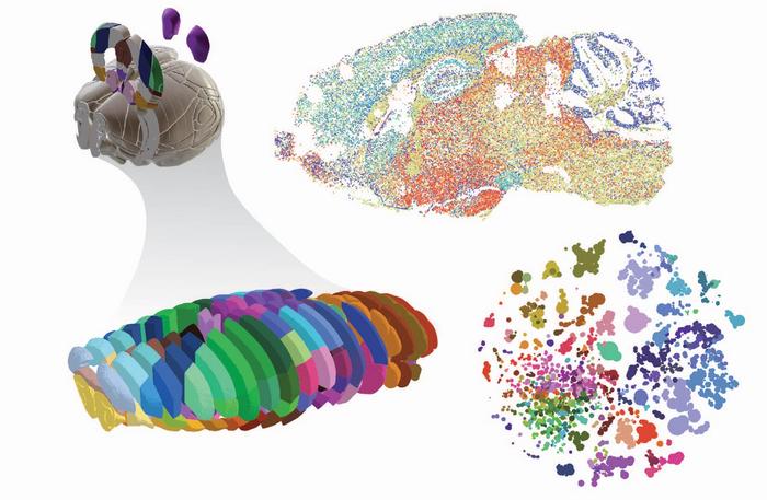 3D renderings of brain analyses