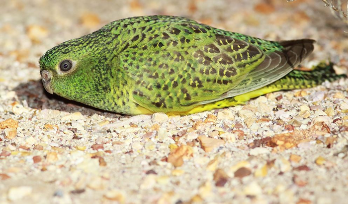 Night Parrot