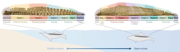 Correlation between the number of vertebrae and regions with habitat