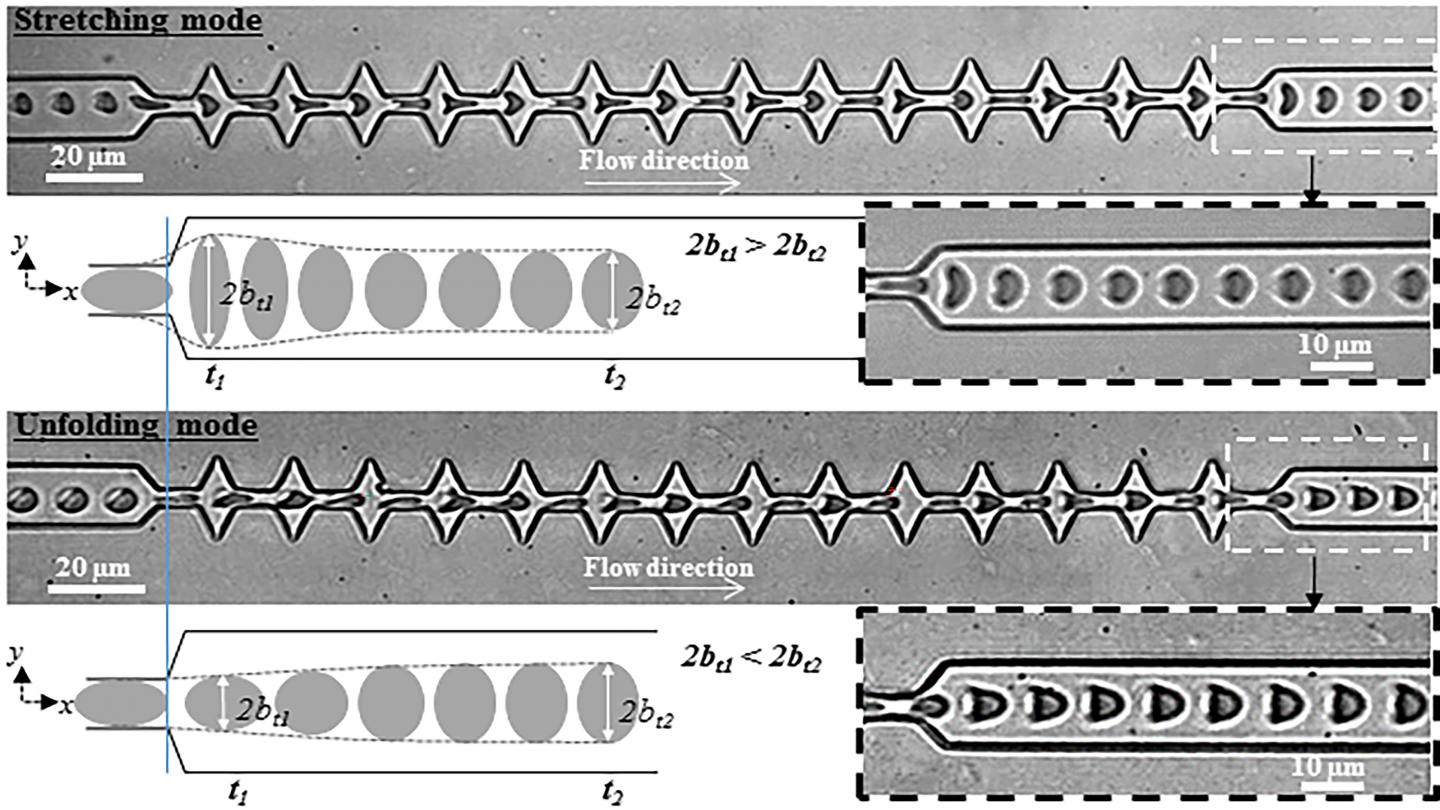 Red Blood Cells Recover Their Shape in Two Ways