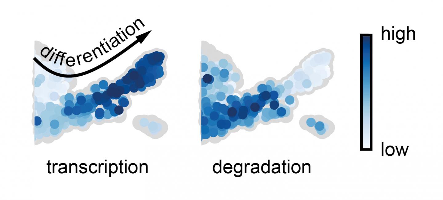 Transcription and Degradation during Specialization of Cells