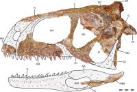 Skull of Llukalkan aliocranianus