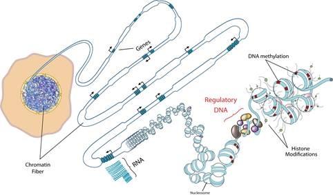 Epigenomic Signature