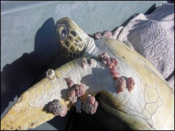 Juvenile Green Sea Turtle