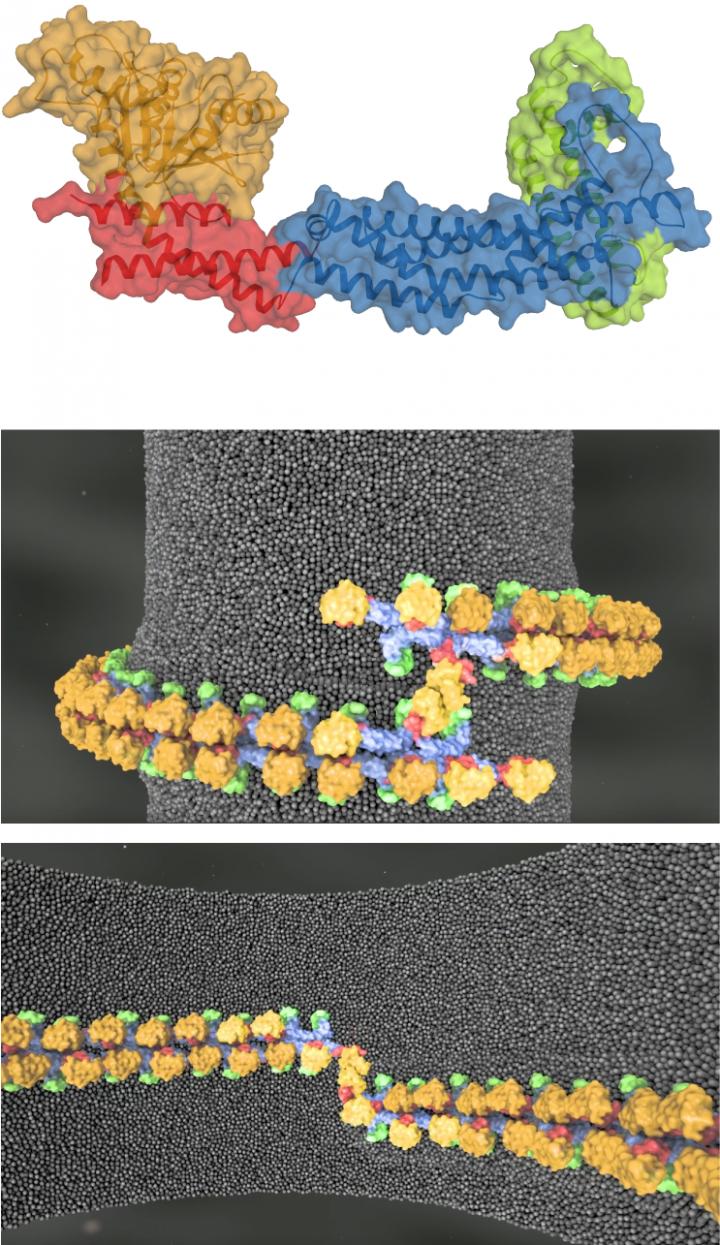3D Structure of Mgm1