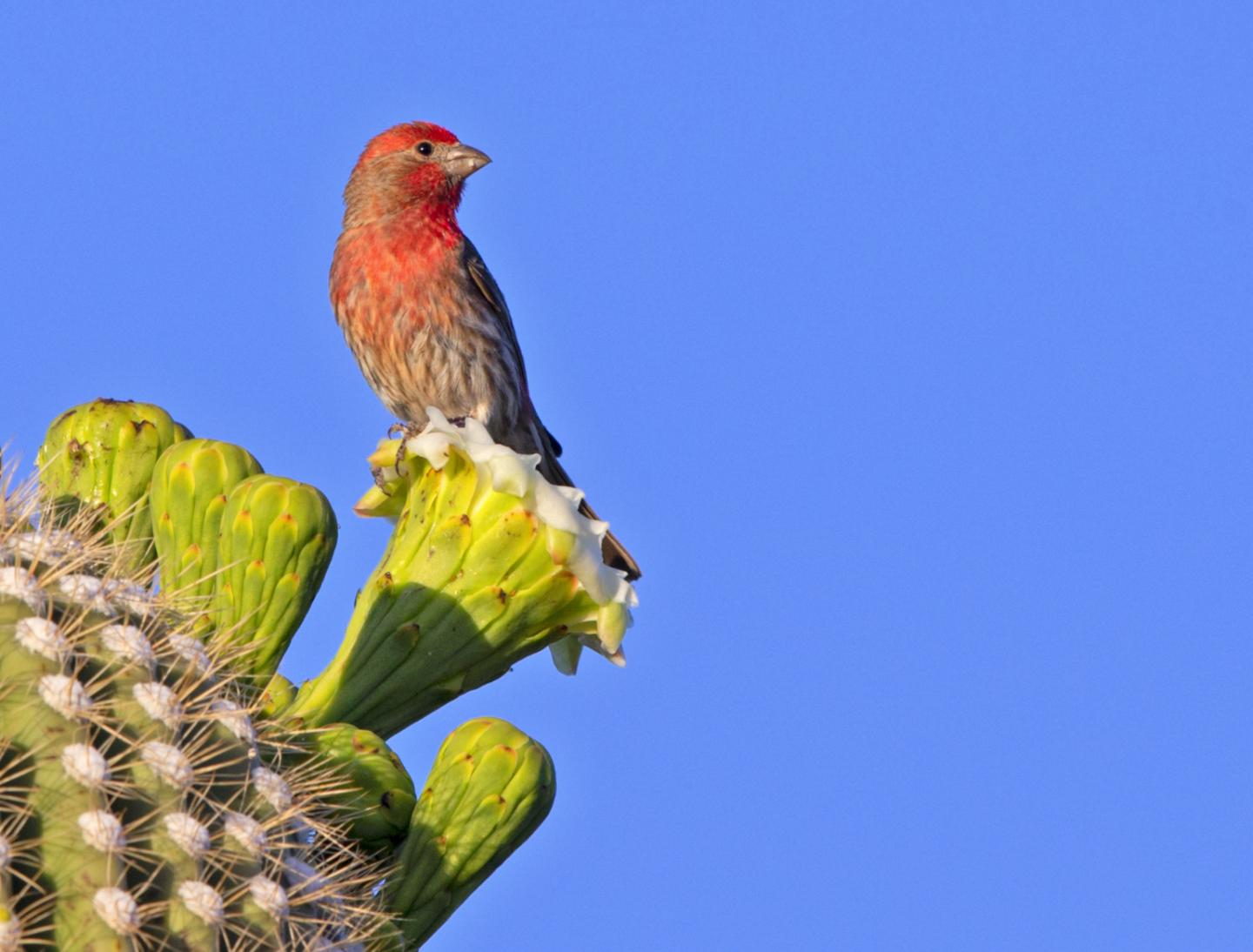 House Finch