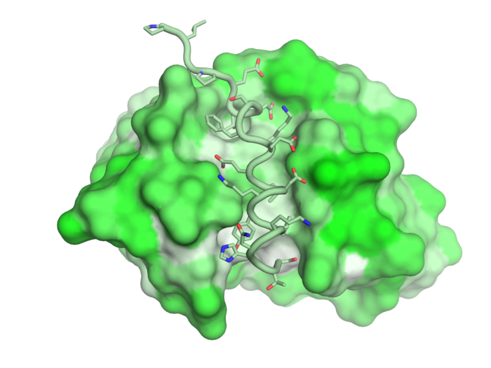 Scripps Research discovery could enable broad coronavirus vaccine
