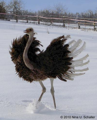 Ostrich Braking