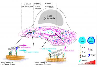 Schematic Depicting the Molecular Clutch that Is in Action during T Cell Activation